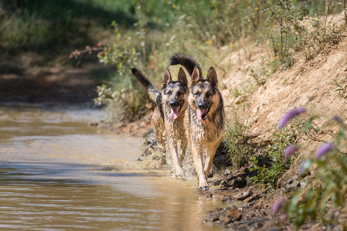 Twee herdershonden langs het water