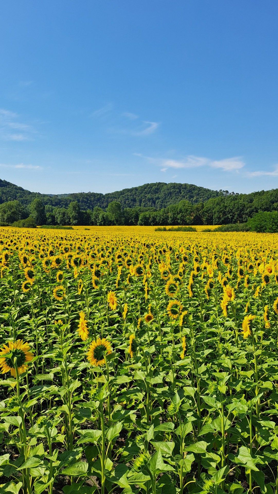 Zonnebloemenveld in de Sidobre