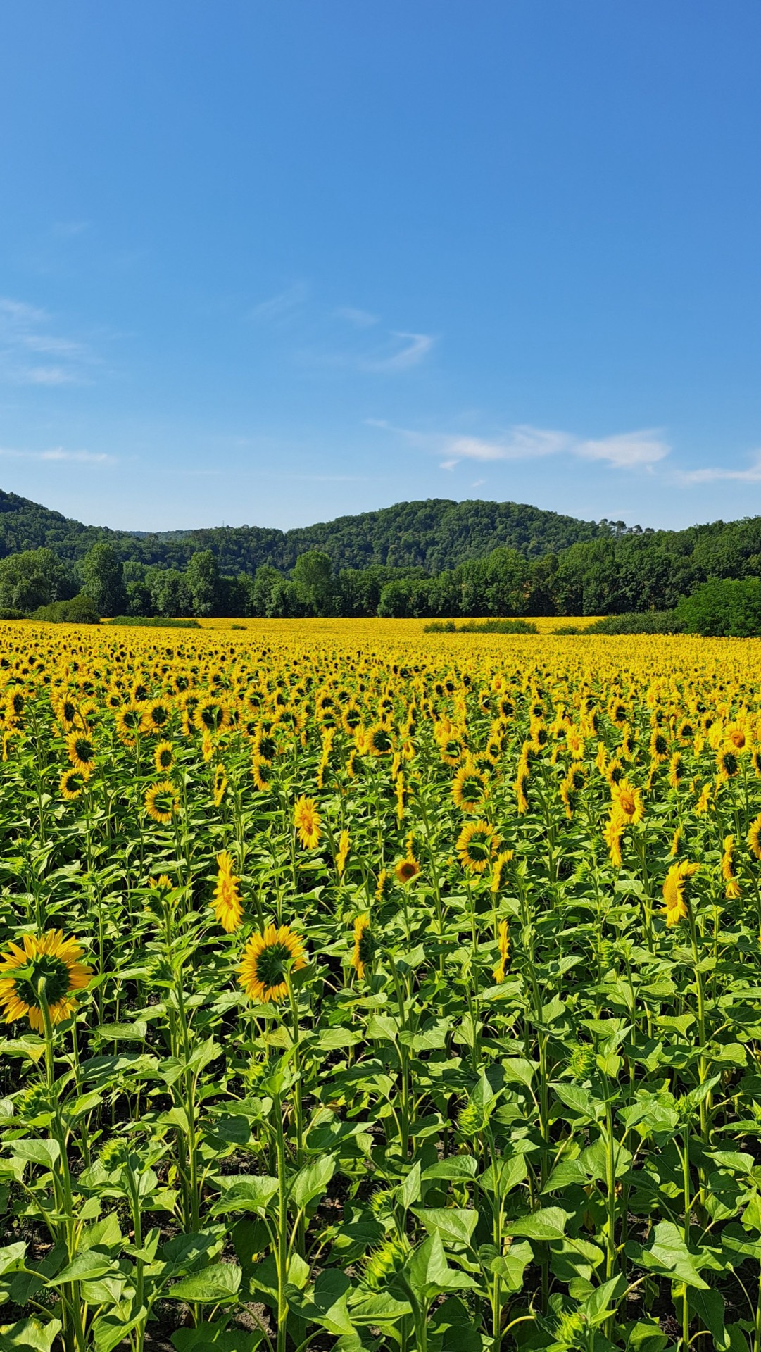Zonnebloemenveld in de Sidobre